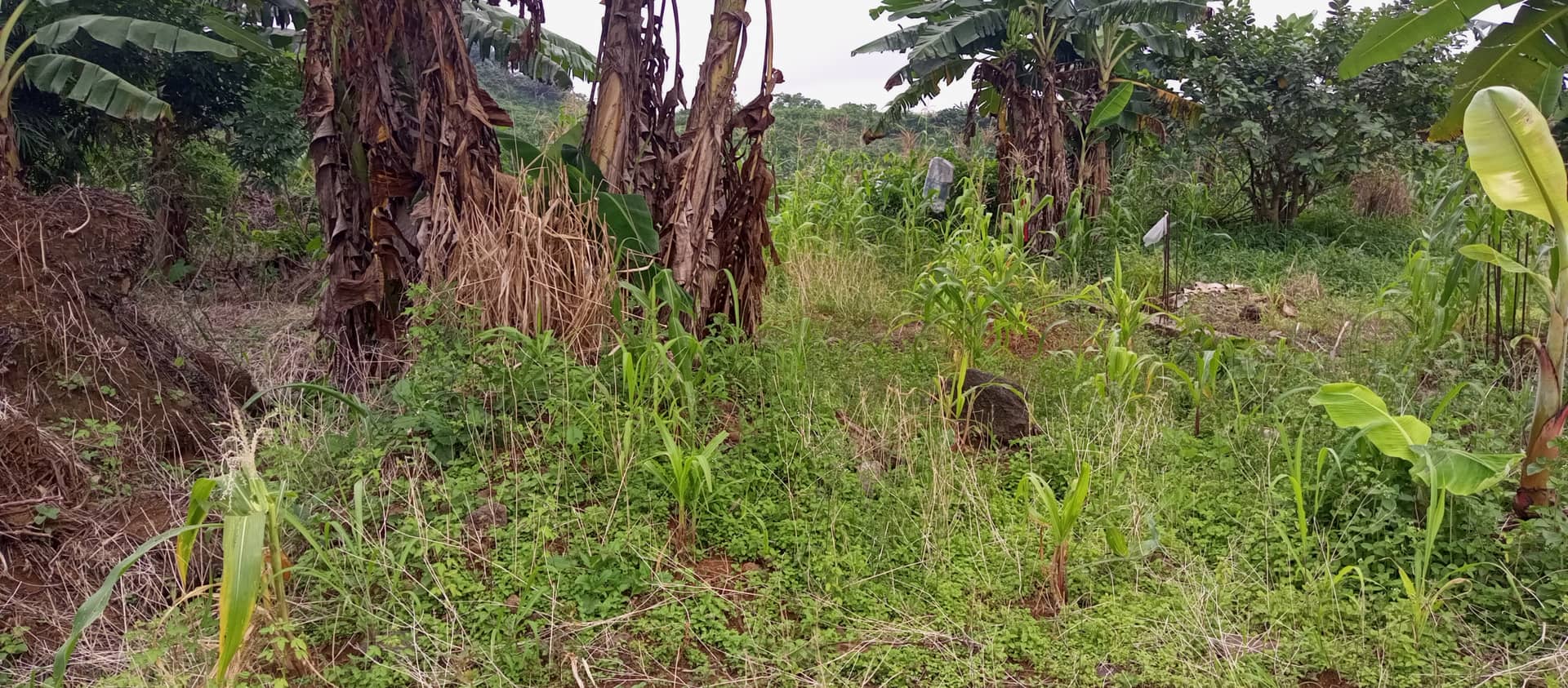 Land For sale — photo 4