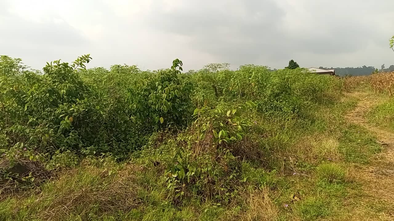 400m² at OMBE for sale — photo 2