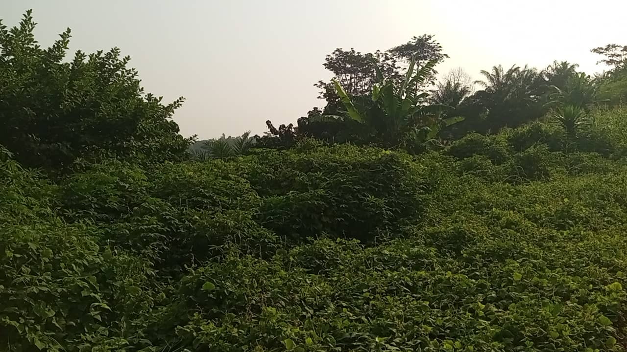 10 plots of 1000m² with a general land title land — photo 4