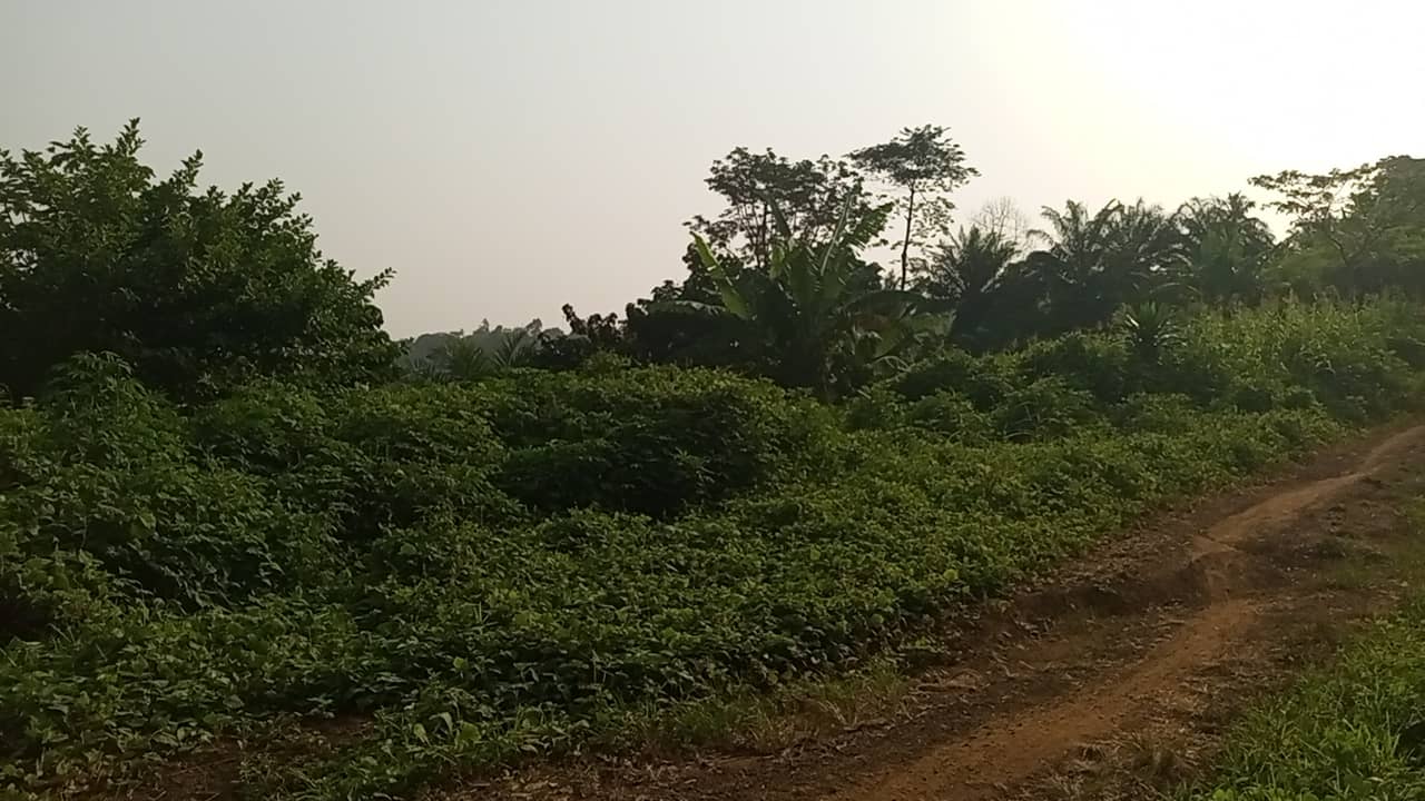 10 plots of 1000m² with a general land title land — photo 5