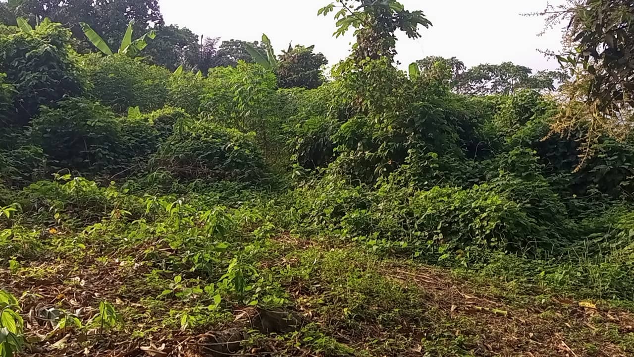 10 plots of 1000m² with a general land title land — photo 6
