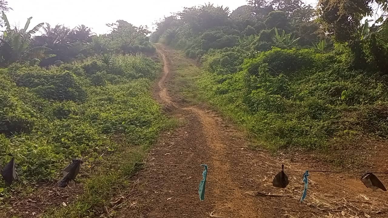 10 plots of 1000m² with a general land title land — photo 3