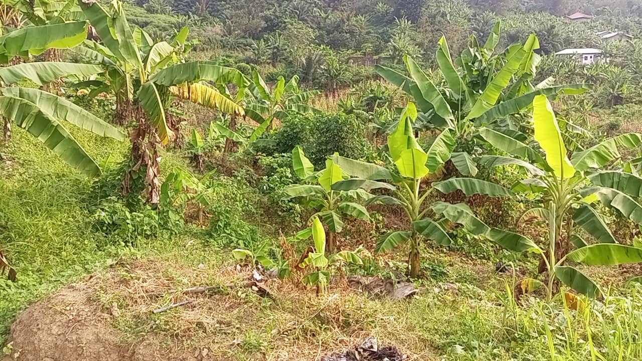 800m² for sale at Motondo hills on your way to bimbia — photo 2