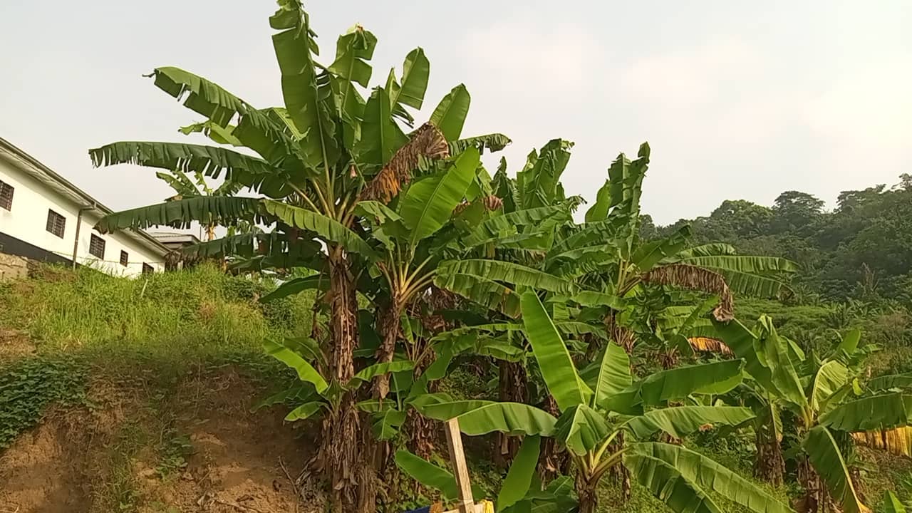 800m² for sale at Motondo hills on your way to bimbia — photo 3