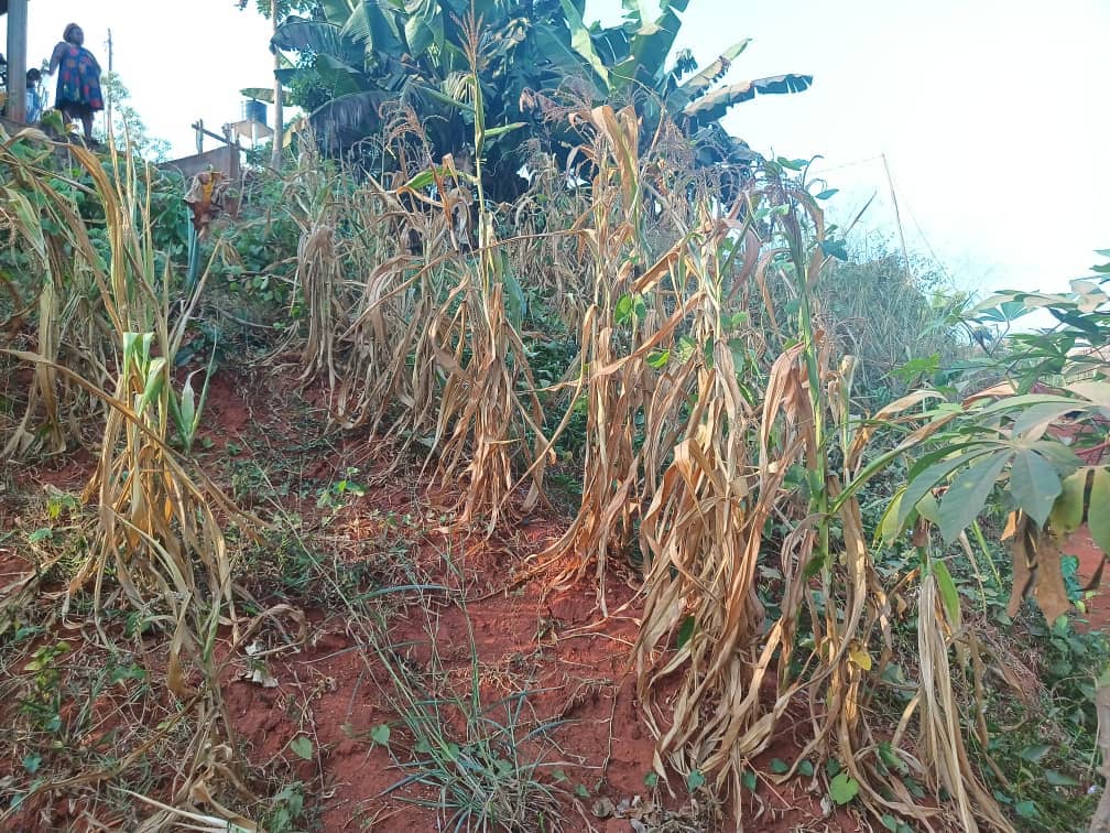 Land For sale in Yaoundé — photo 4