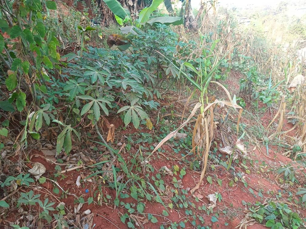 Land For sale in Yaoundé — photo 7