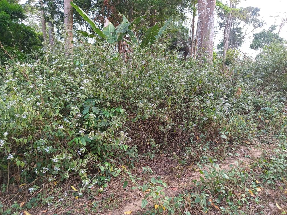 Plot area available 300m2 — photo 3