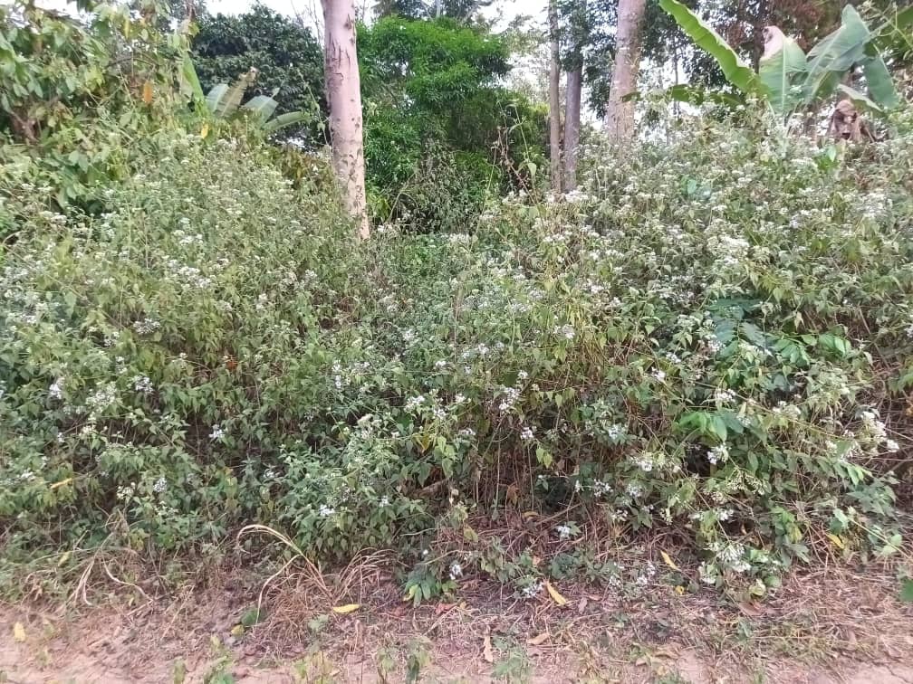 Plot area available 300m2 — photo 4