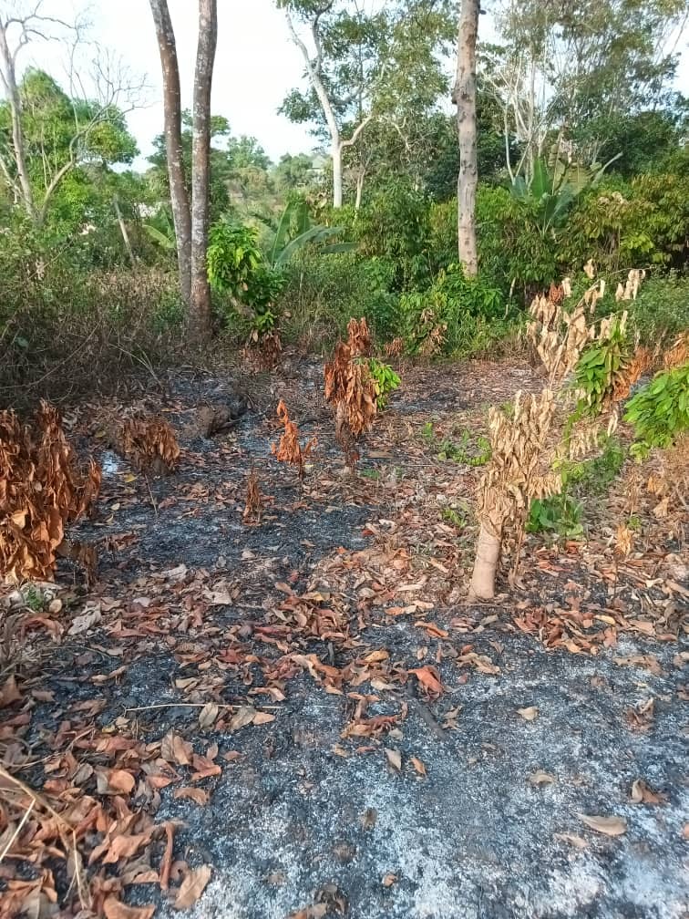 Plot area available 300m2 — photo 5
