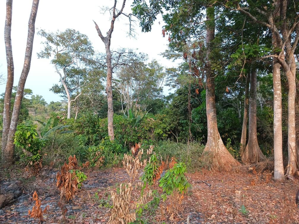 Plot area available 300m2 — photo 7