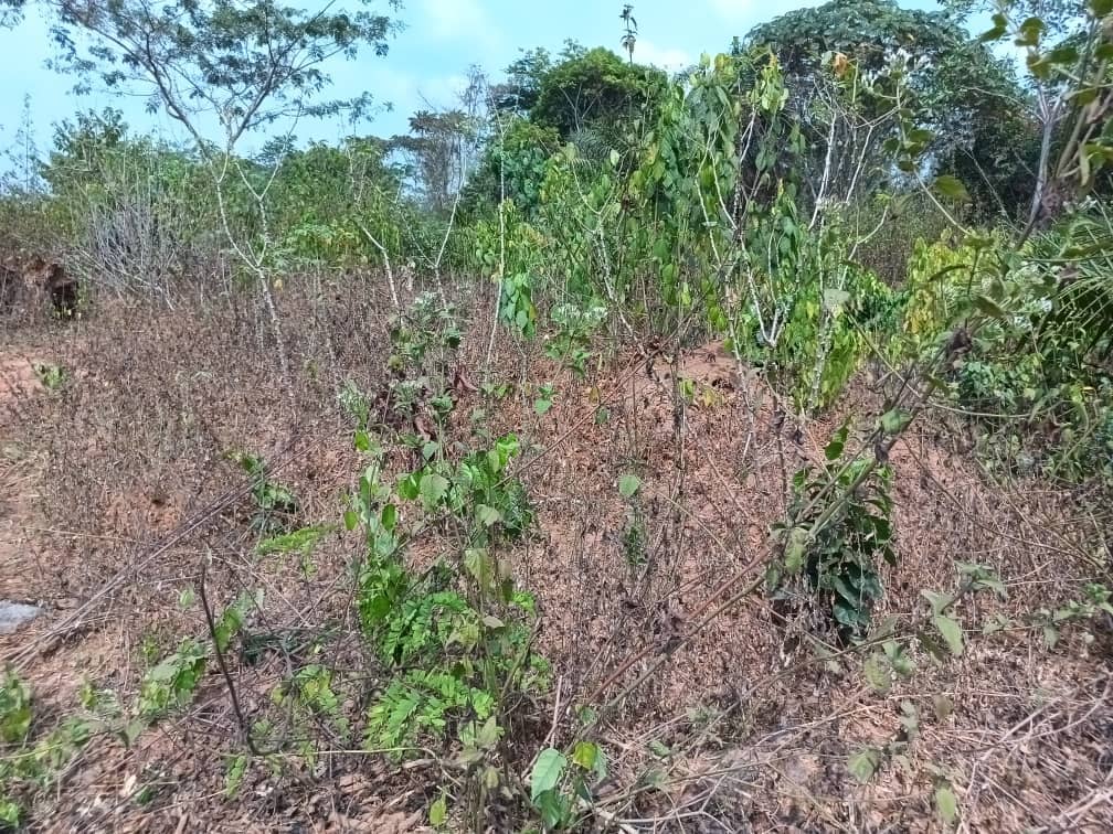 300m2 Residential plot area available  — photo 2