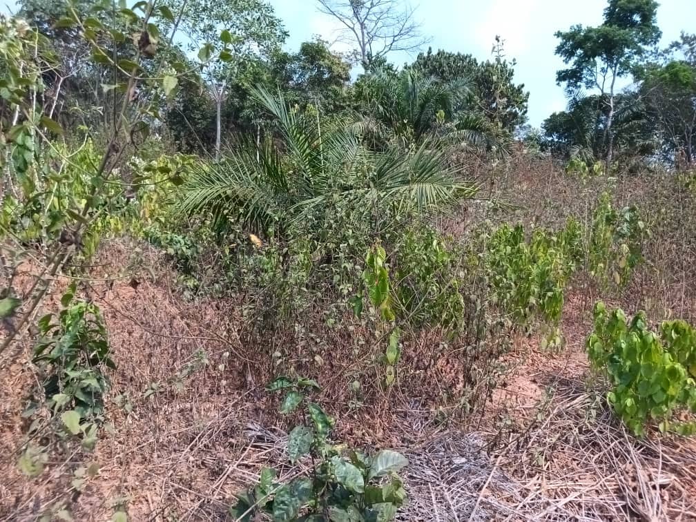 300m2 Residential plot area available  — photo 4