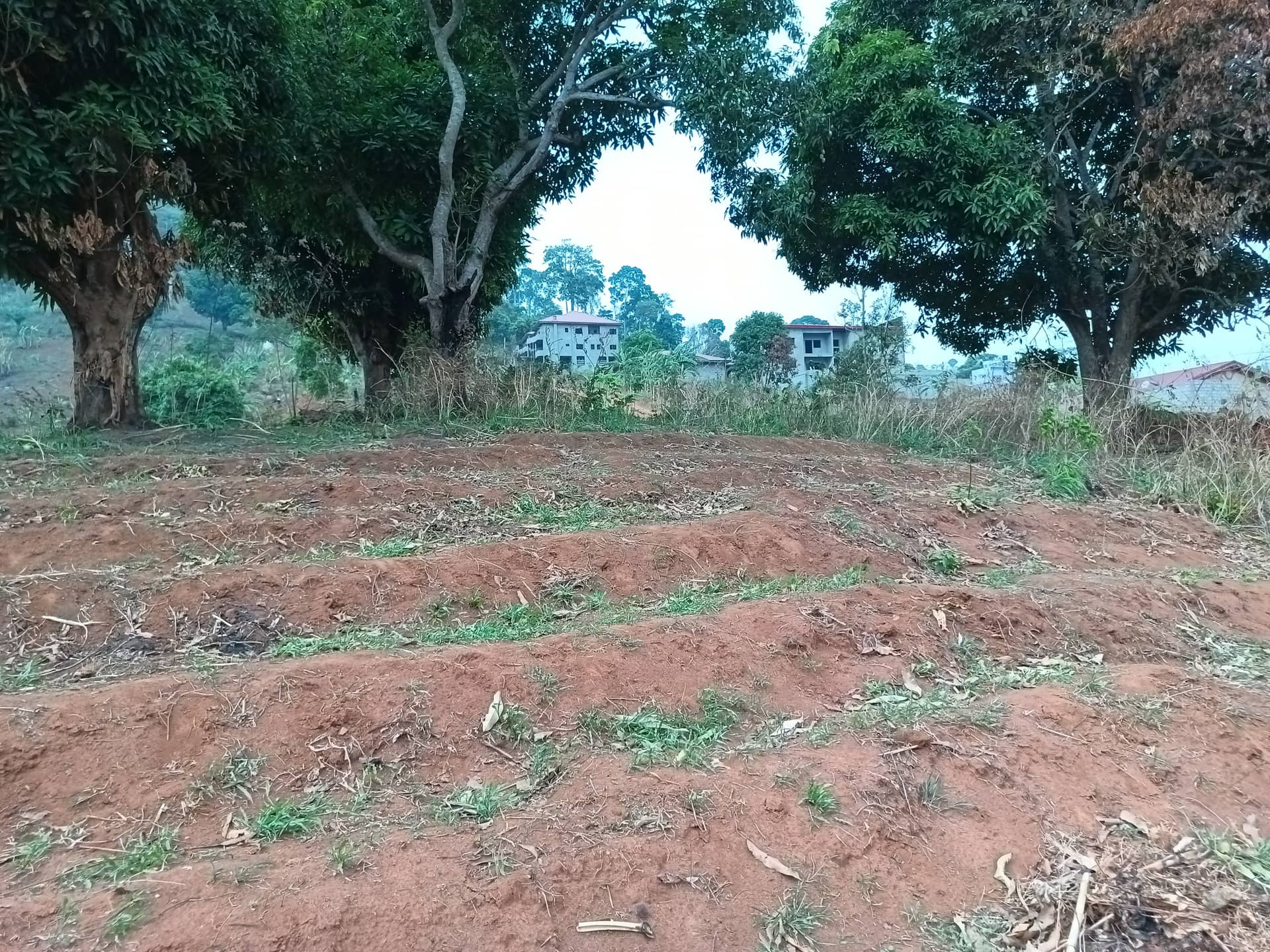 plot for sell