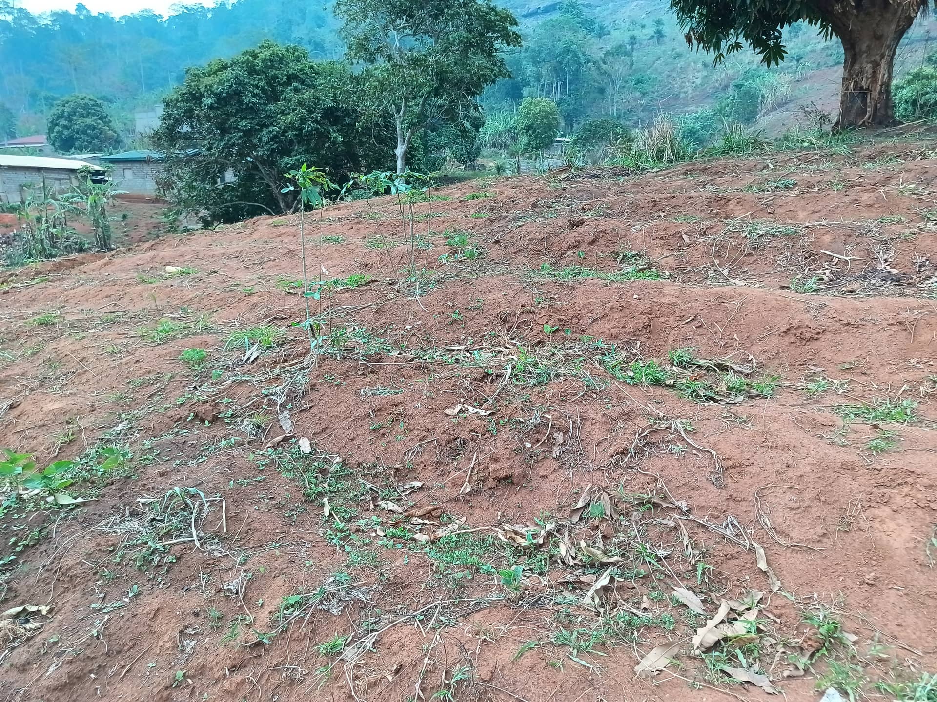 plot for sell — photo 7