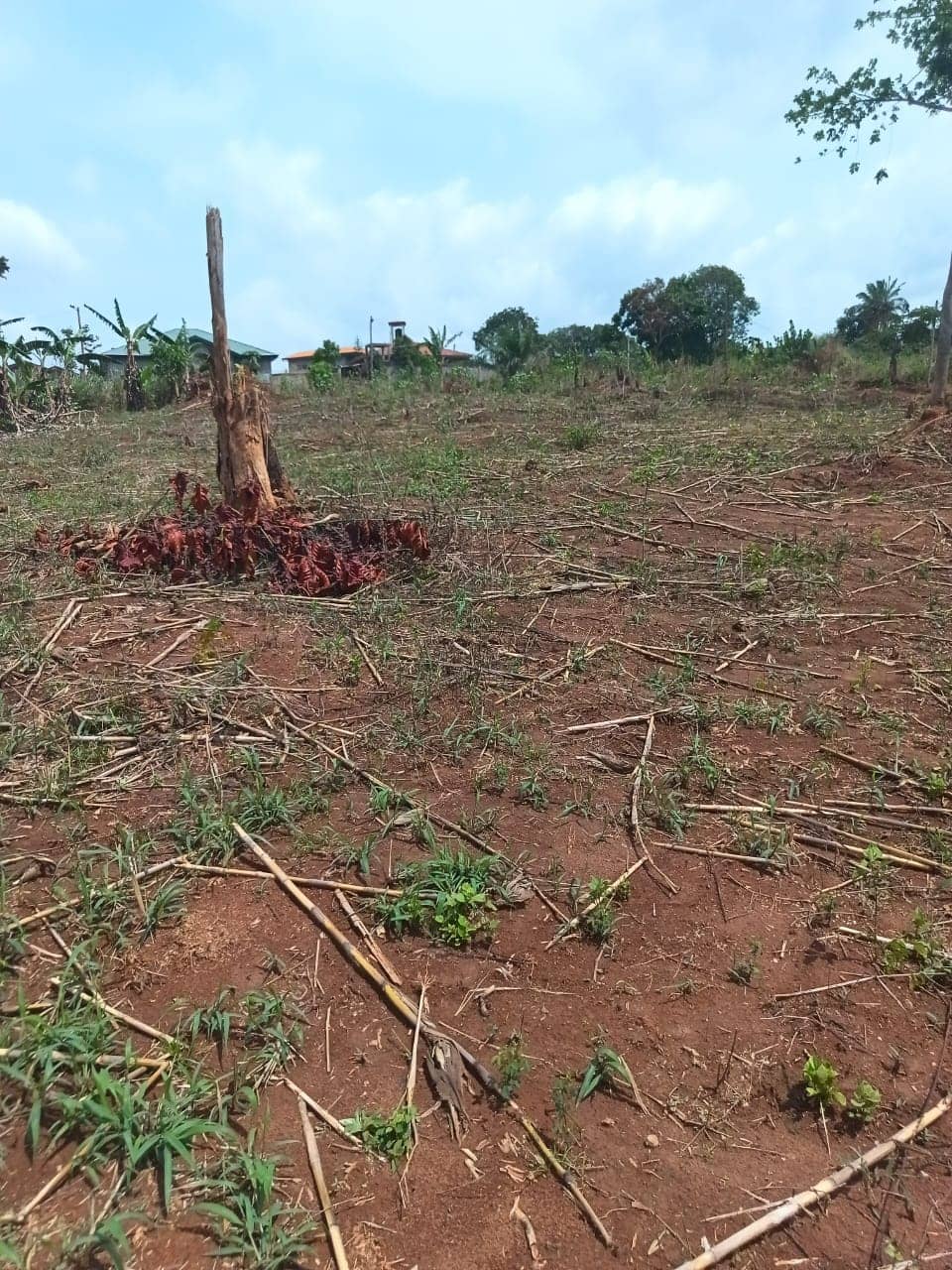Plot area 1000m2 standing — photo 2