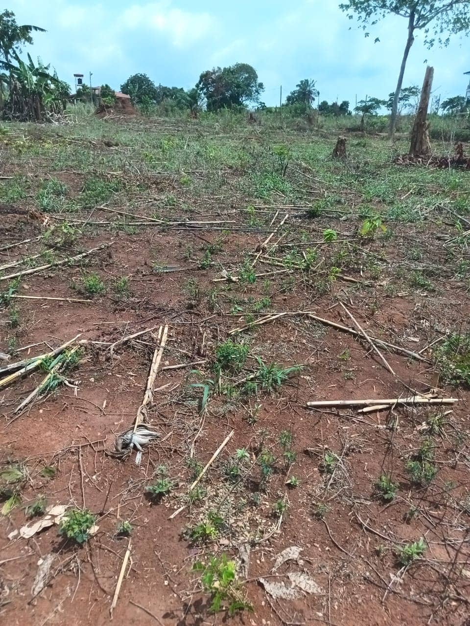 Plot area 1000m2 standing — photo 6