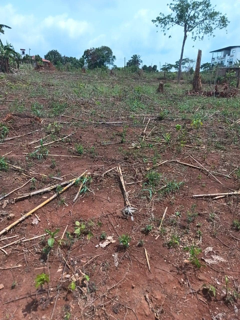Plot area 1000m2 standing — photo 7