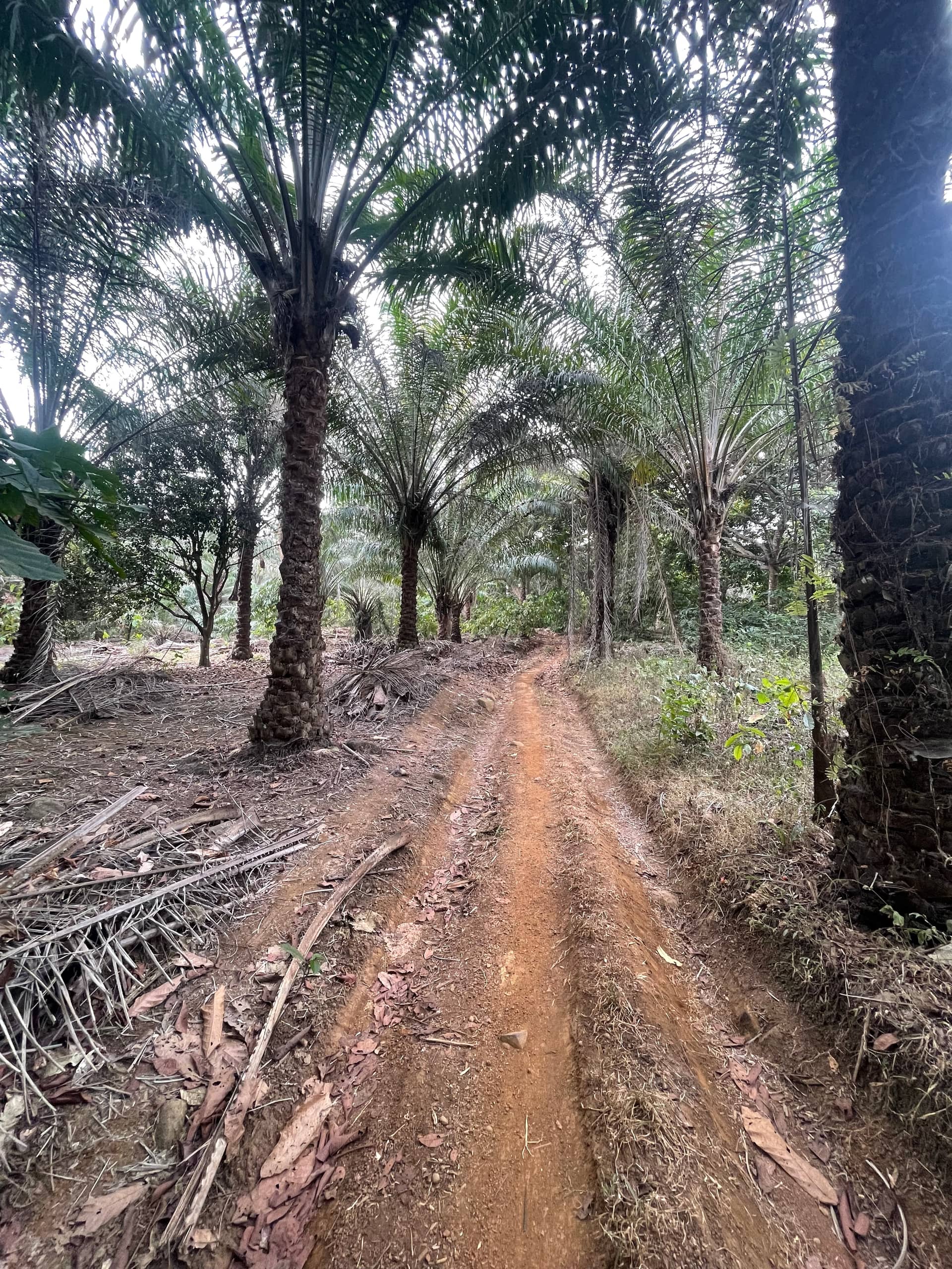 Cheap land for sale at mile 16 Buea 