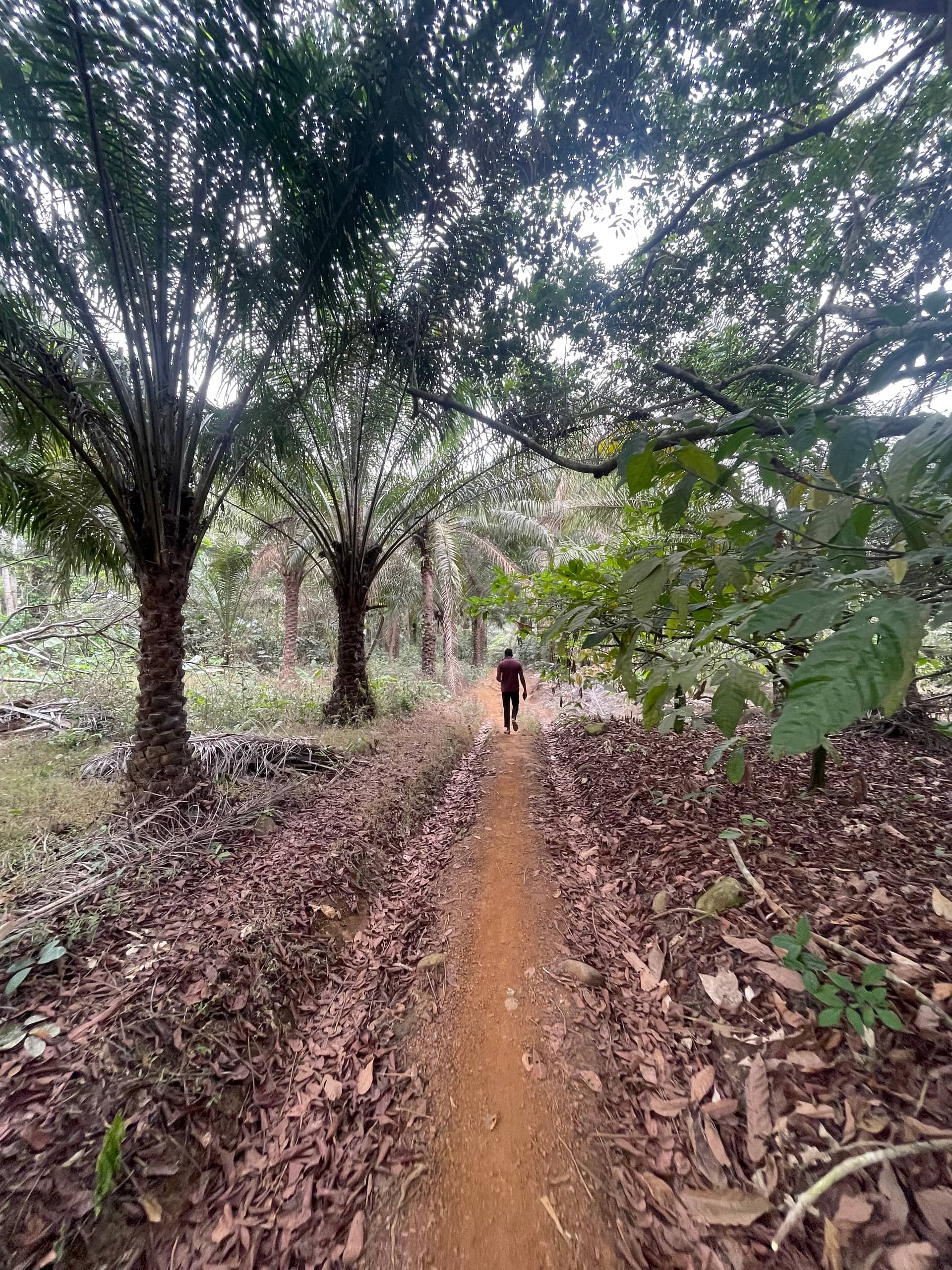 Cheap land for sale at mile 16 Buea  — photo 2