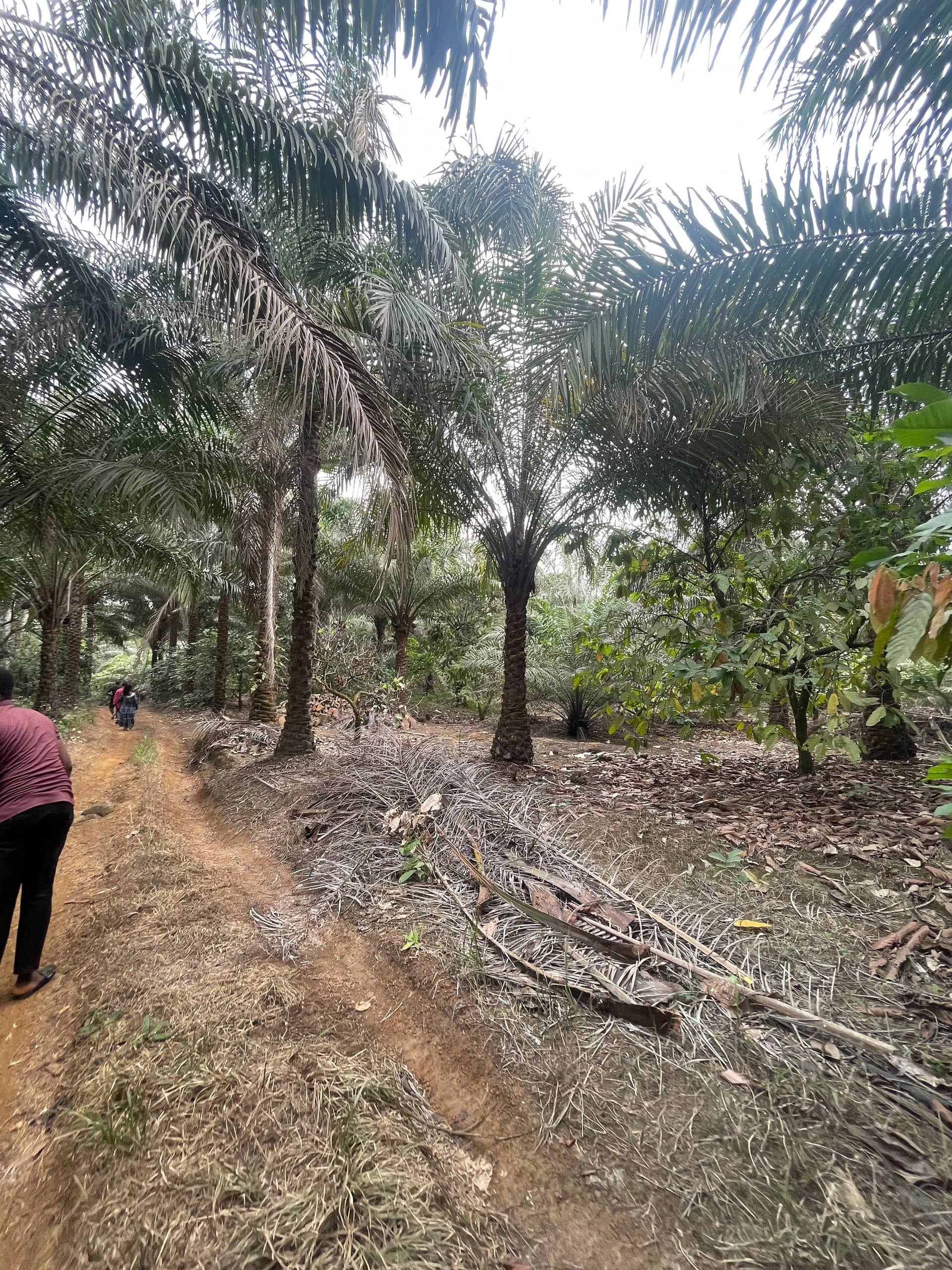 Cheap land for sale at mile 16 Buea  — photo 3