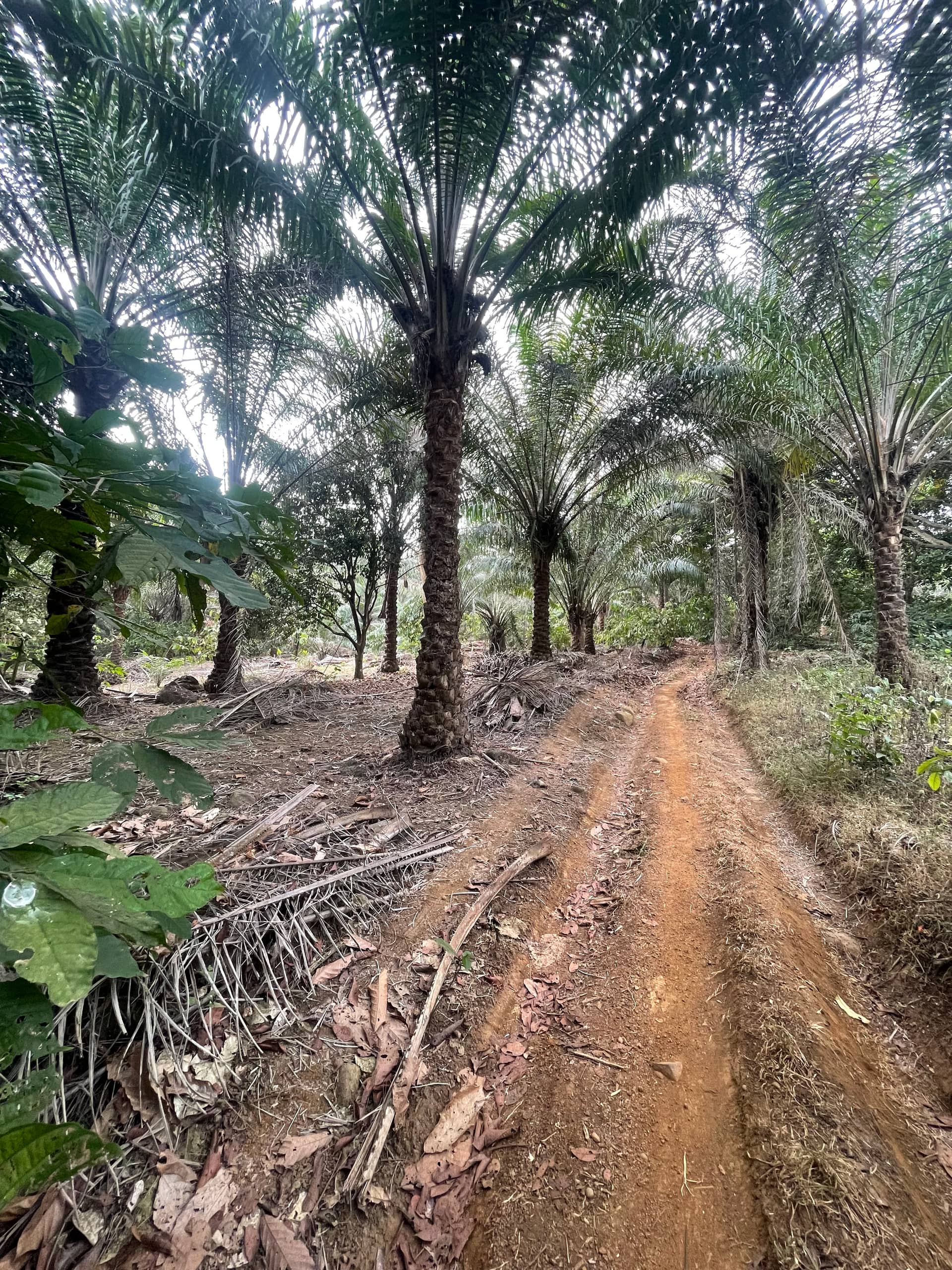 Cheap land for sale at mile 16 Buea  — photo 4