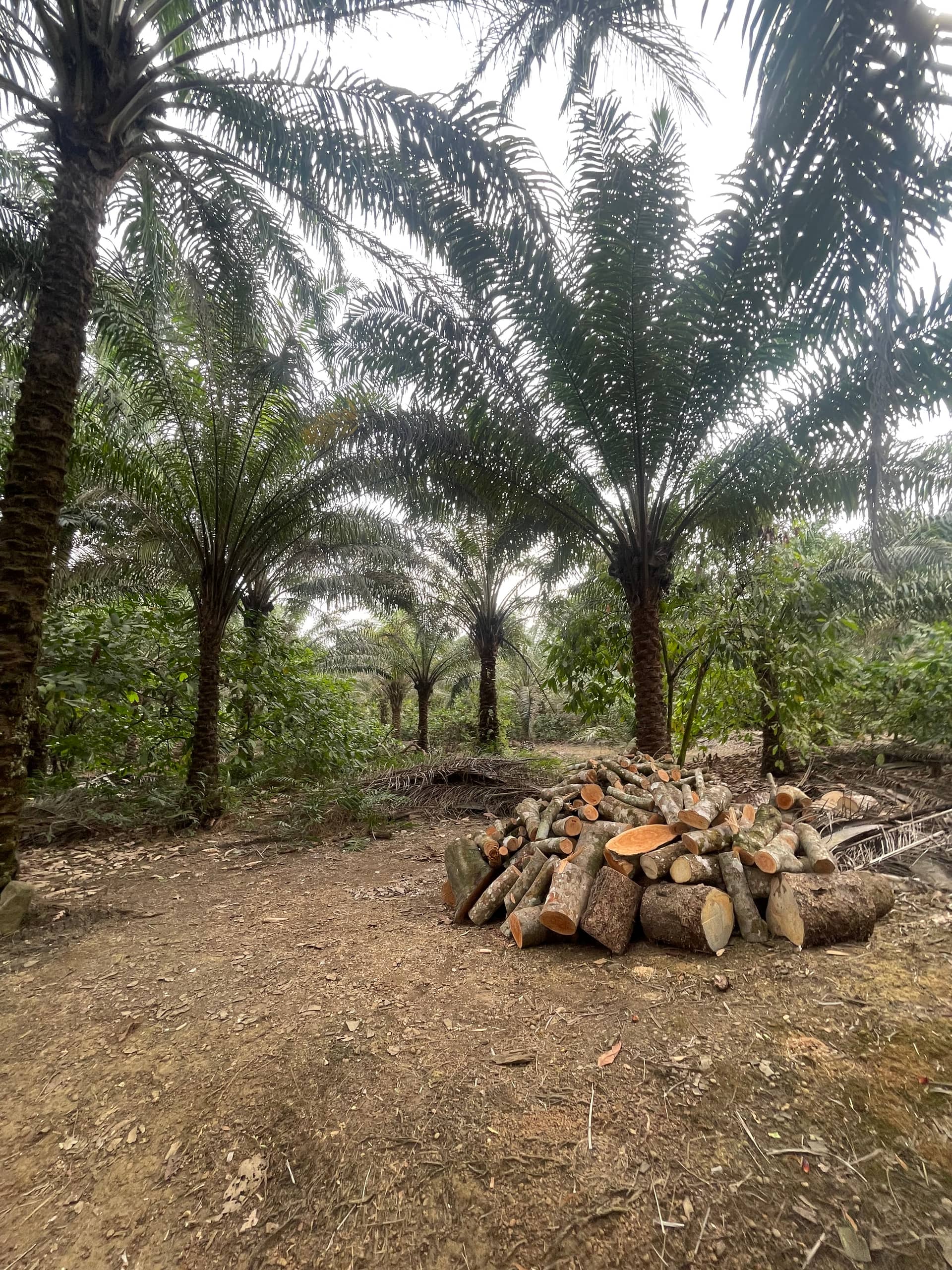 Cheap land for sale at mile 16 Buea  — photo 6