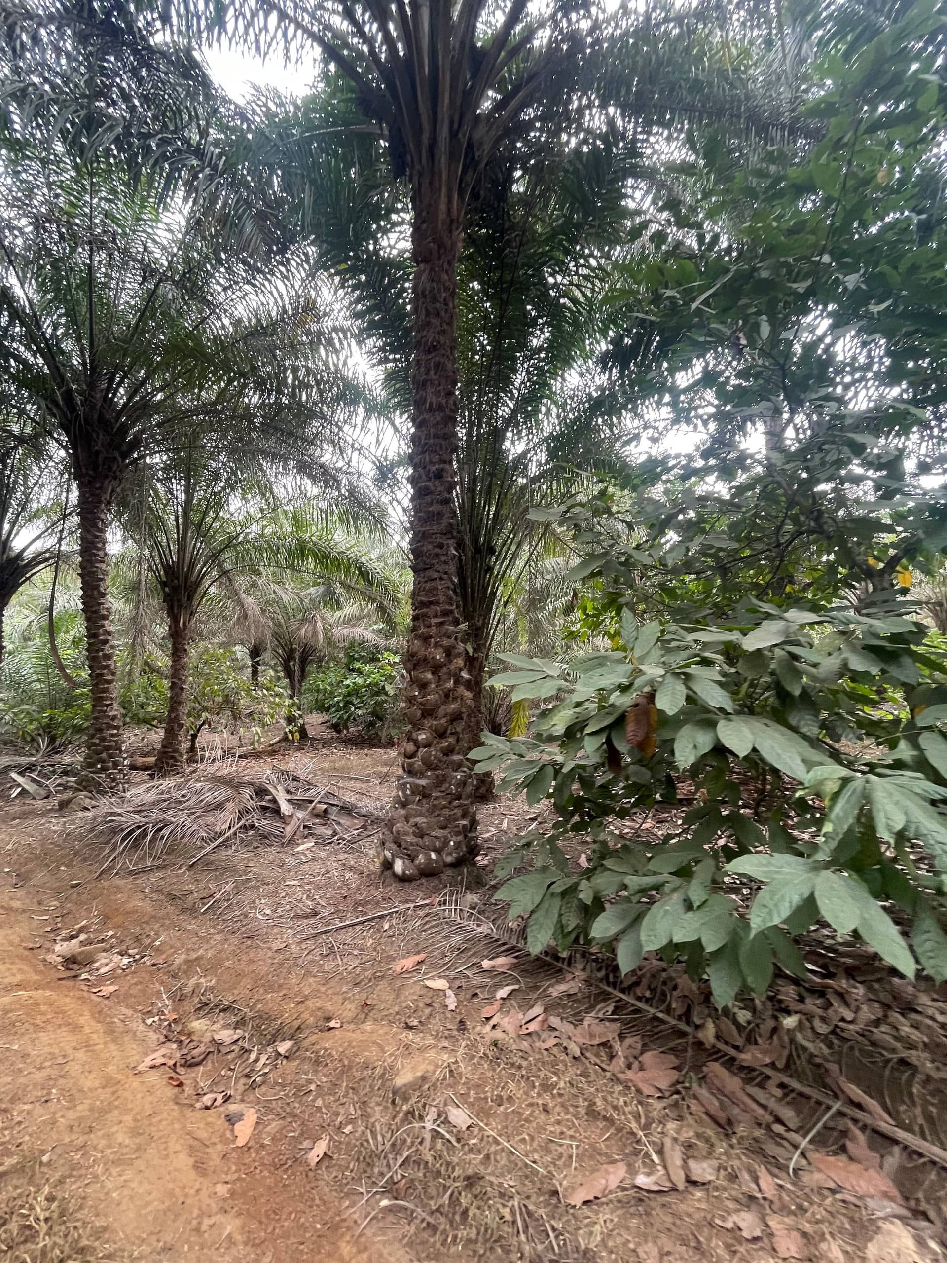 Cheap land for sale at mile 16 Buea  — photo 7