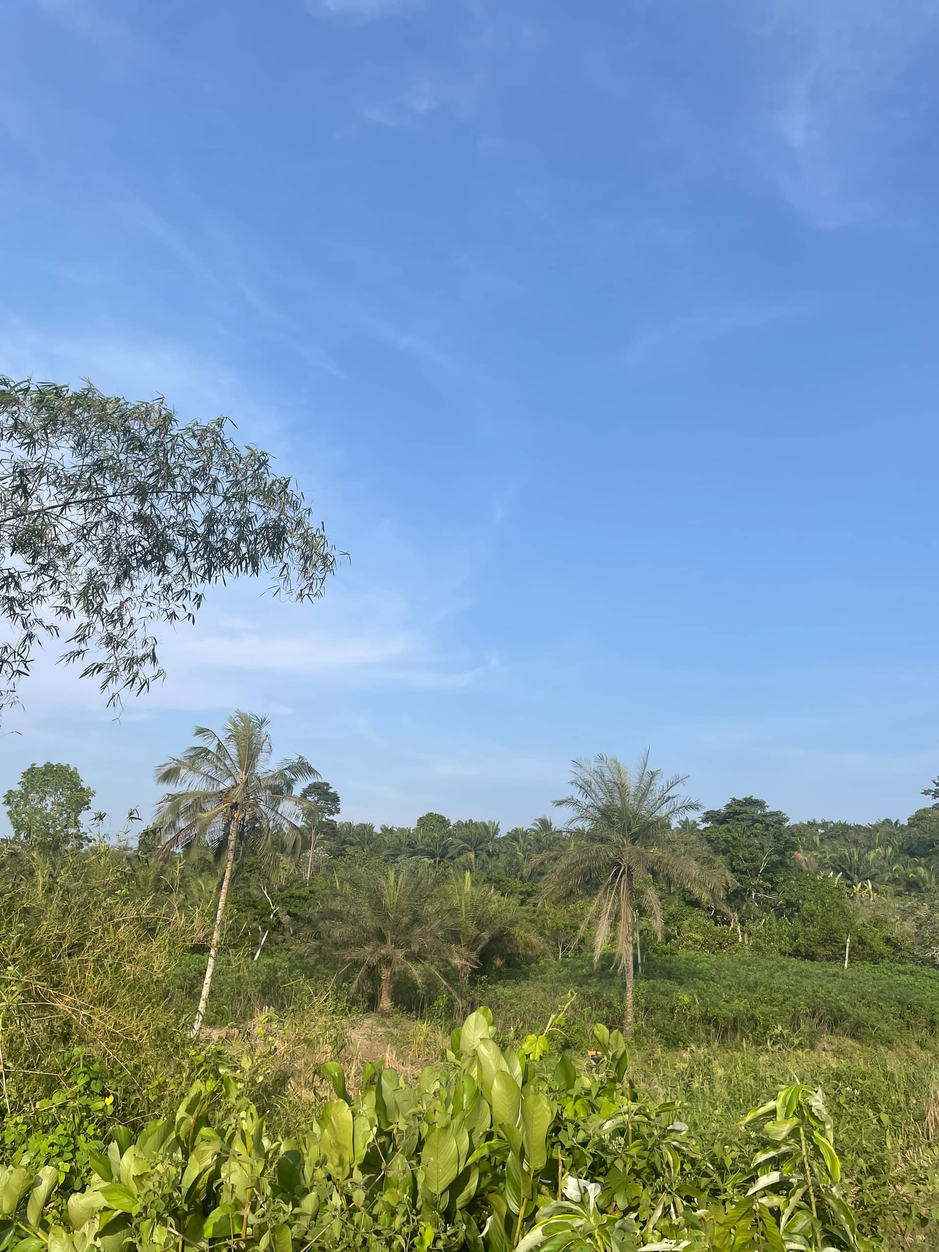 Cheap Land for sale at Mile 16 Buea  — photo 3