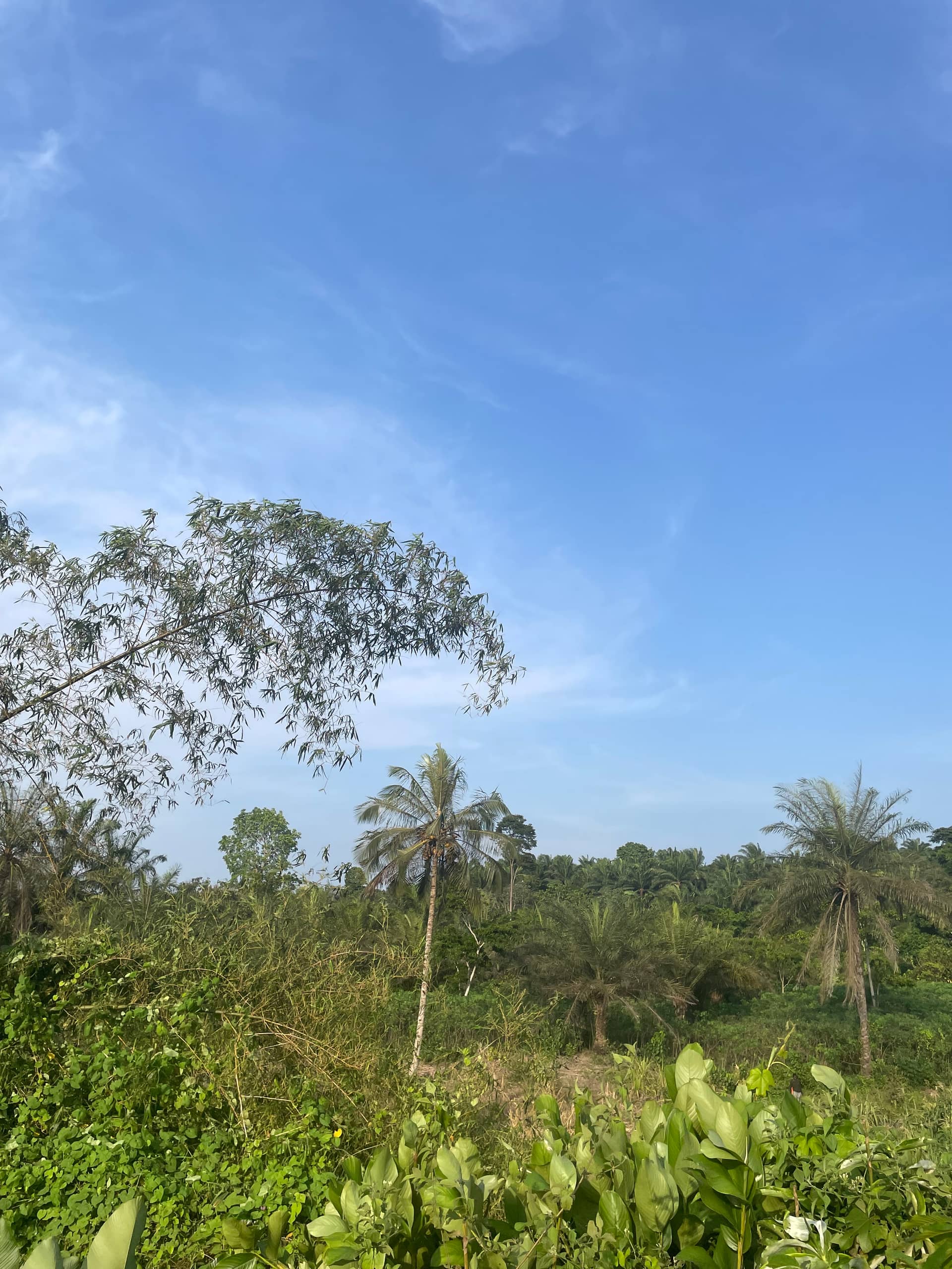 Cheap Land for sale at Mile 16 Buea  — photo 5