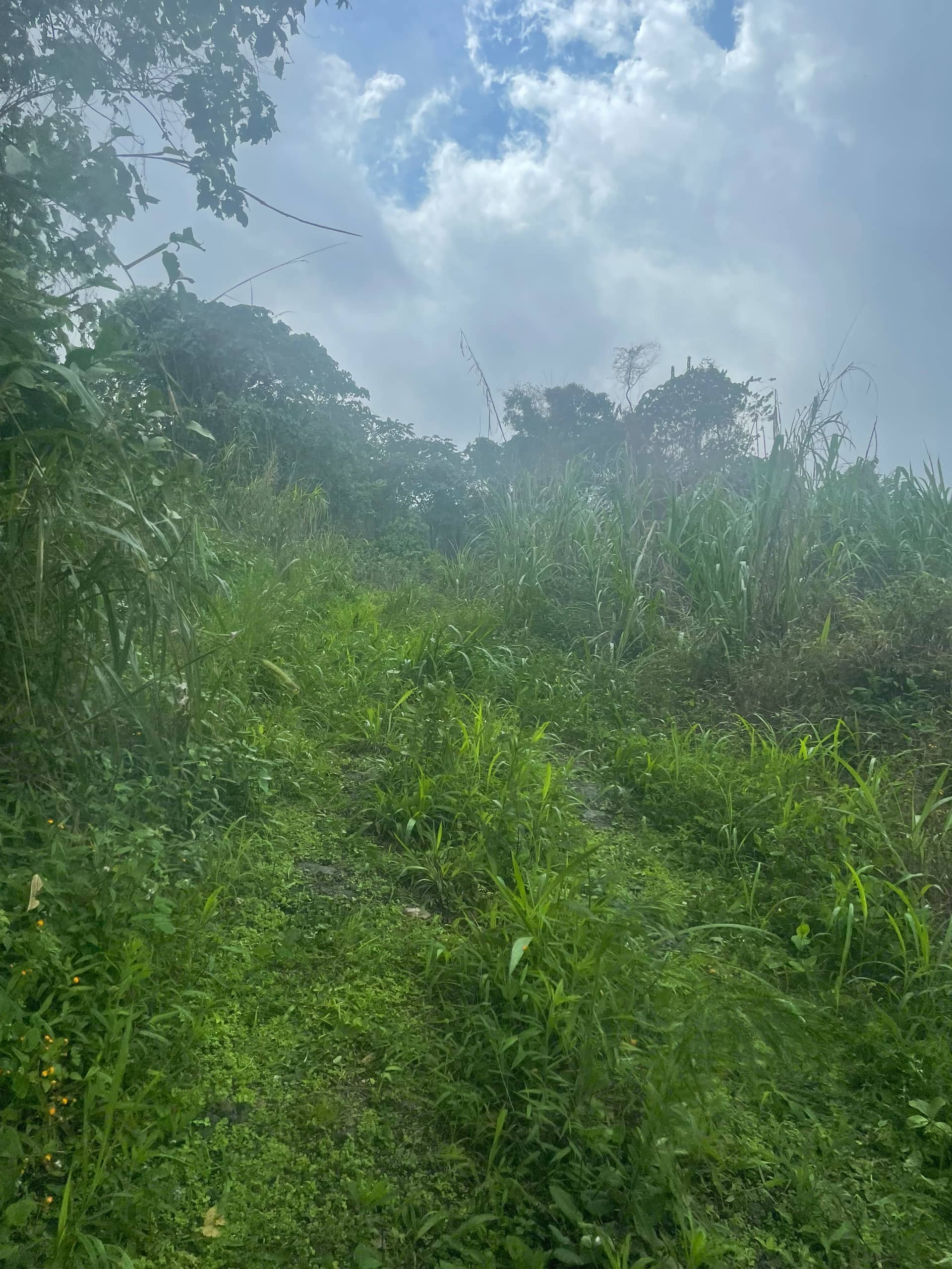 Cheap strategic land for sale in Bova Buea 