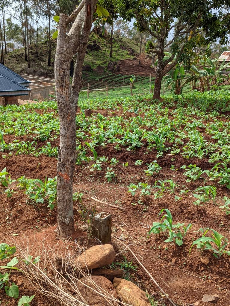 LAND FOR SALE 