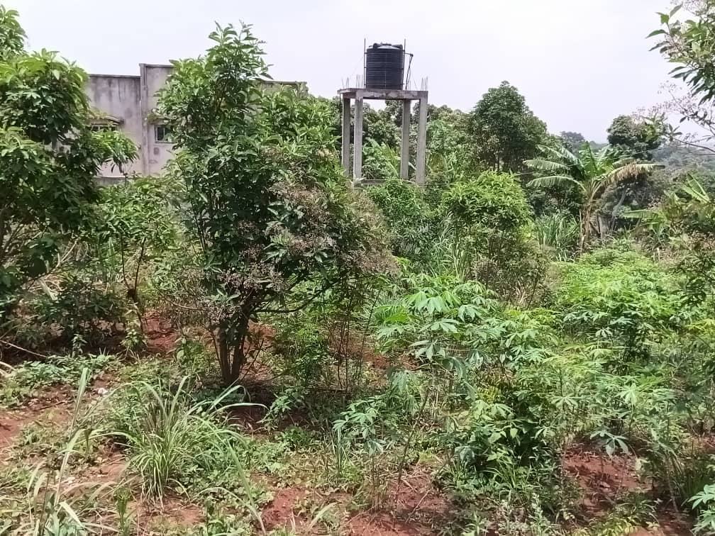 Plot for sell at emana yaounde