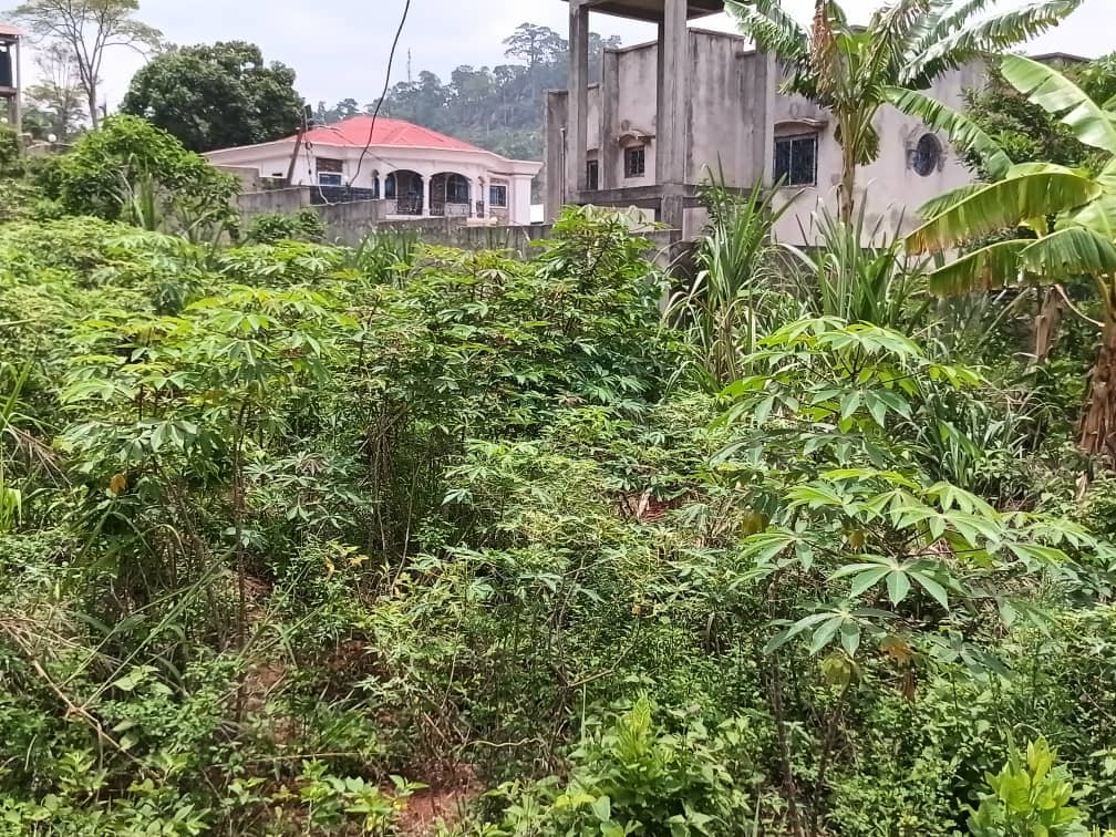 Plot for sell at emana yaounde — photo 2