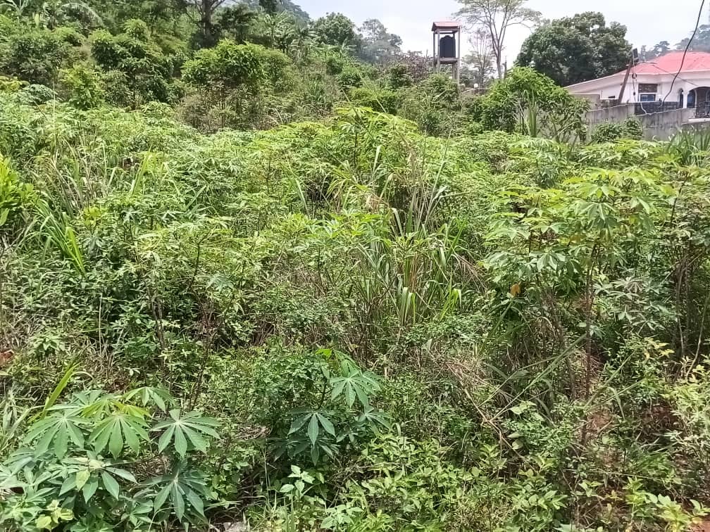 Plot for sell at emana yaounde — photo 3