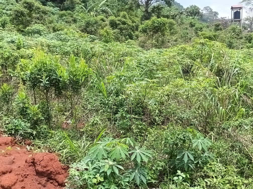 Plot for sell at emana yaounde — photo 4
