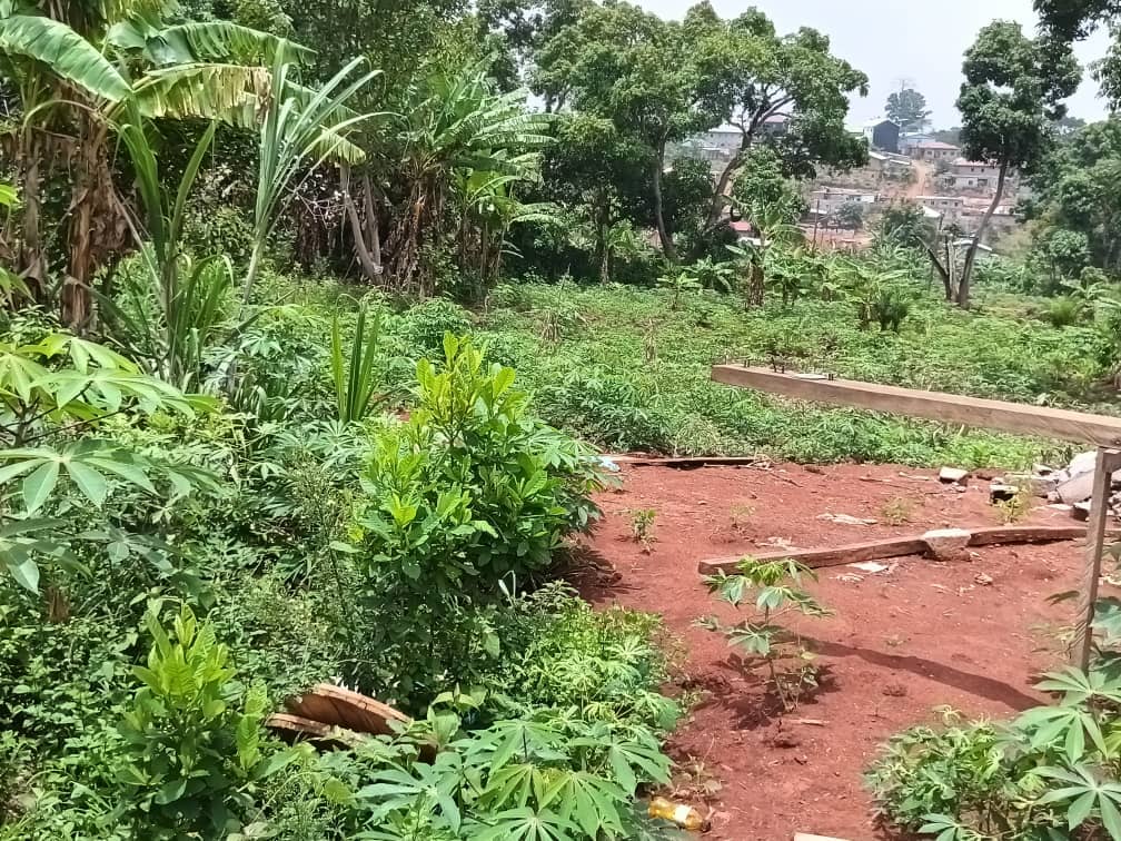 Plot for sell at emana yaounde — photo 5