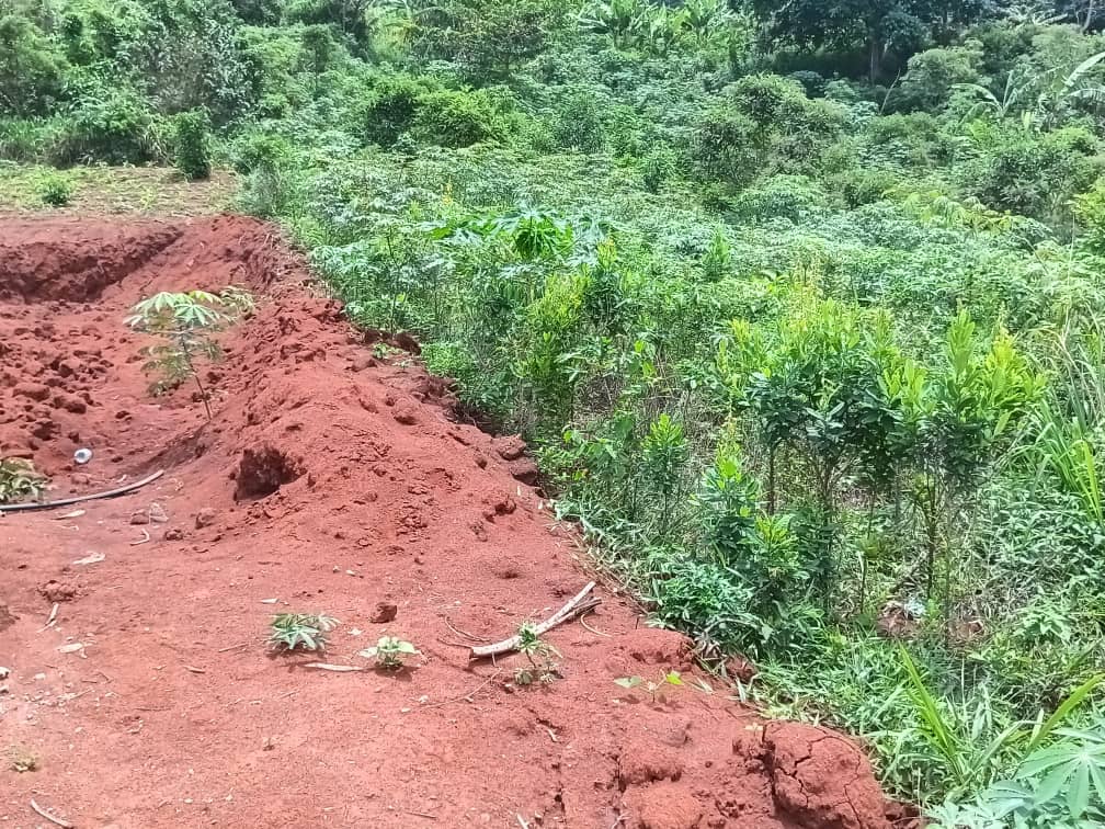 Plot for sell at emana yaounde — photo 6