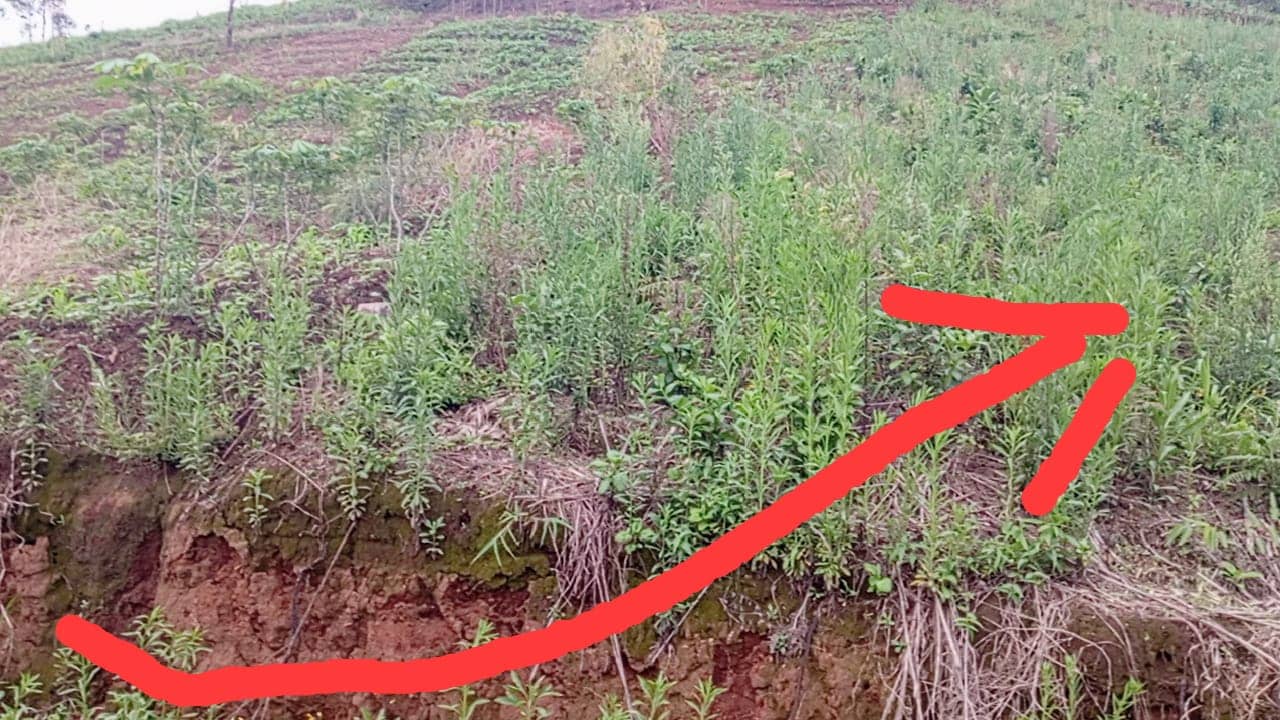 LAND FOR SALE  — photo 3