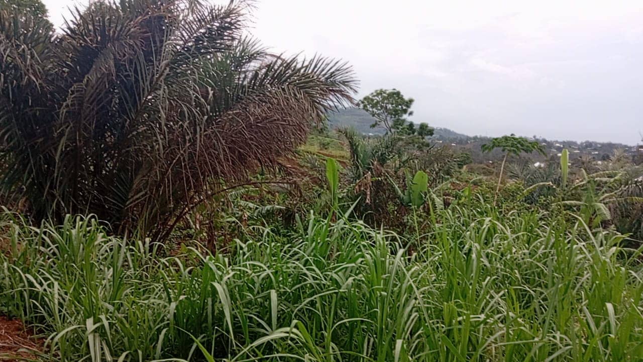 LAND FOR SALE  — photo 7