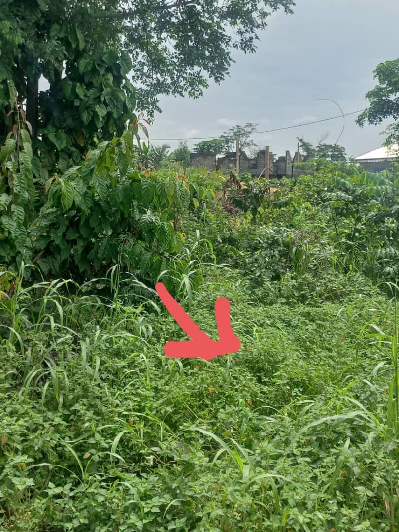 LAND FOR SALE  — photo 2