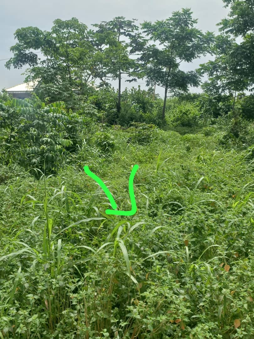 LAND FOR SALE  — photo 3