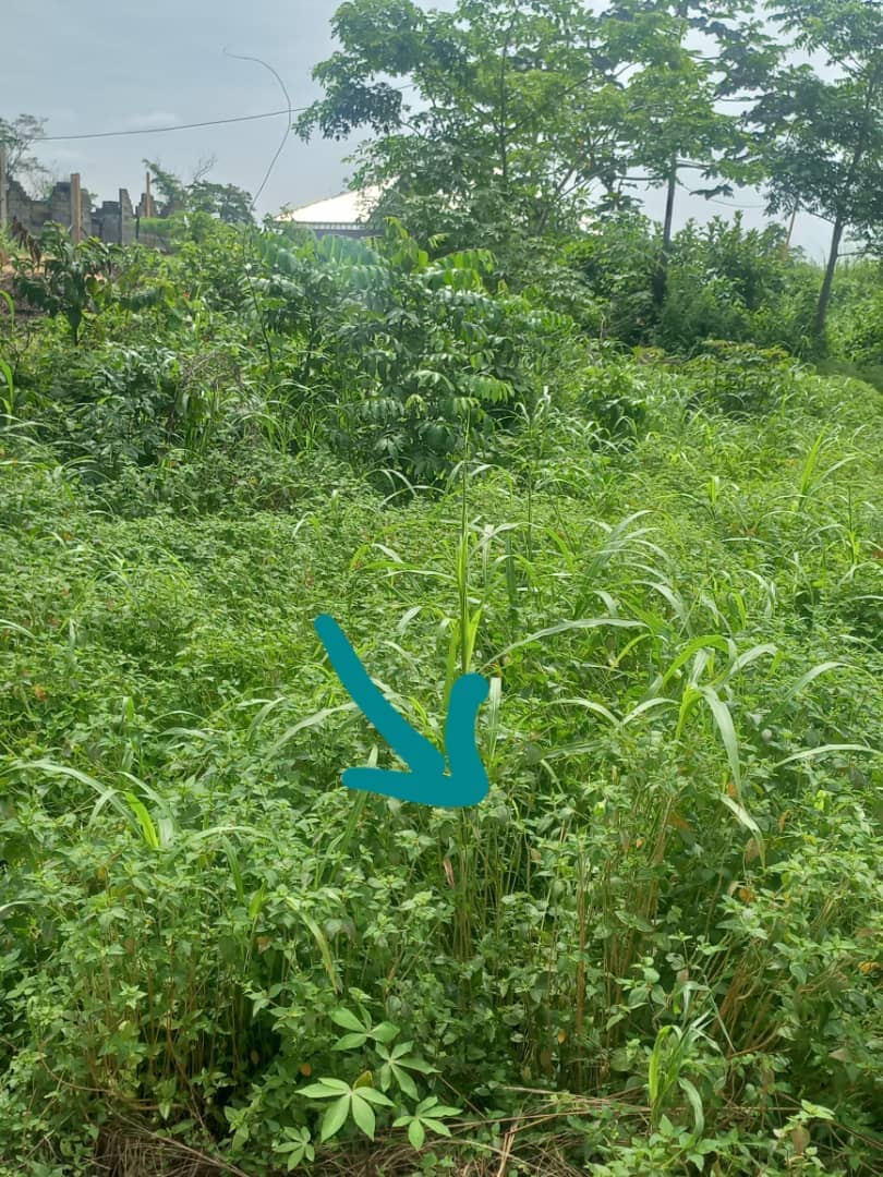 LAND FOR SALE  — photo 4