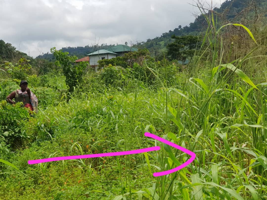 LAND FOR SALE  — photo 5