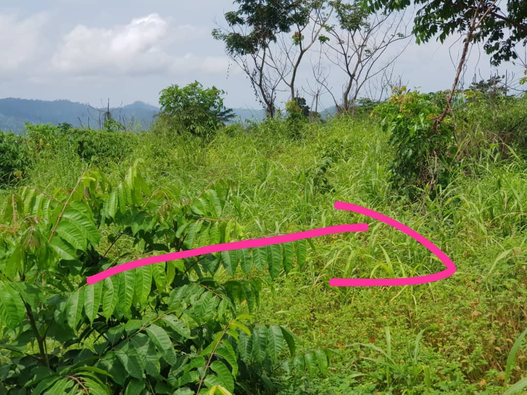 LAND FOR SALE  — photo 6