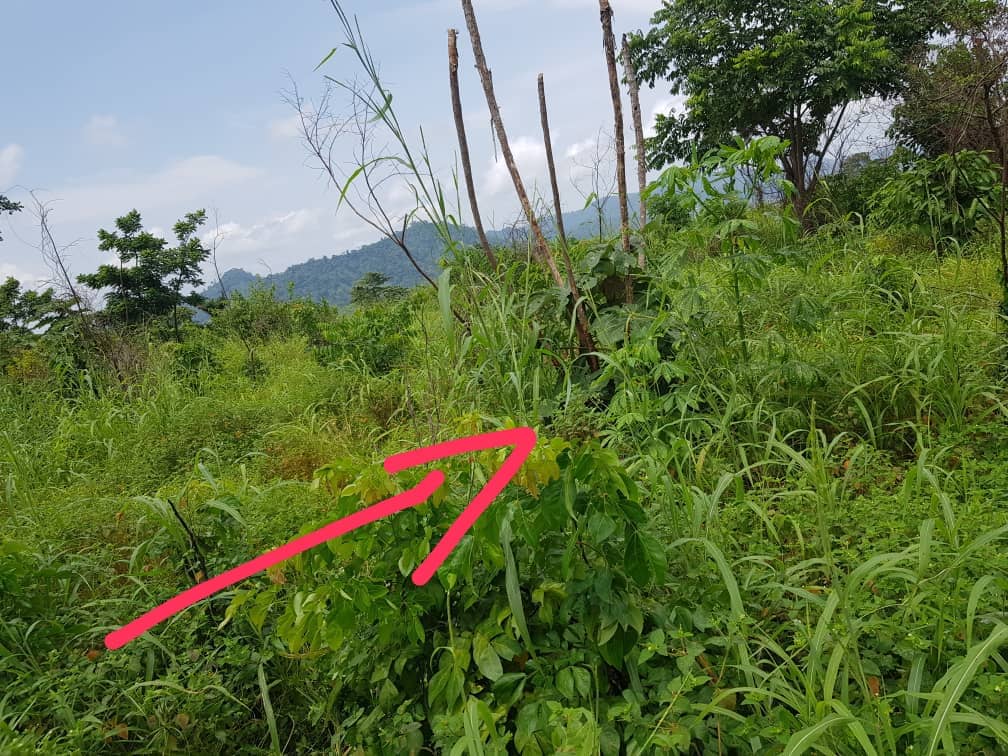LAND FOR SALE  — photo 7
