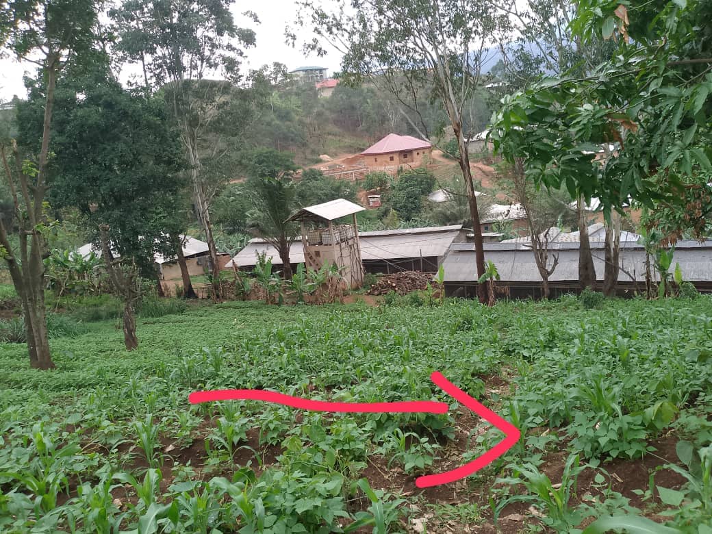 LAND FOR SALE  — photo 3