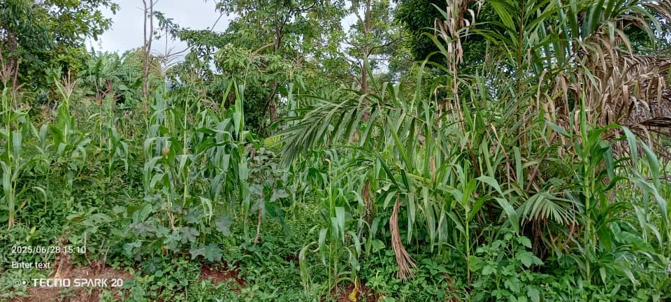 LAND FOR SALE 
