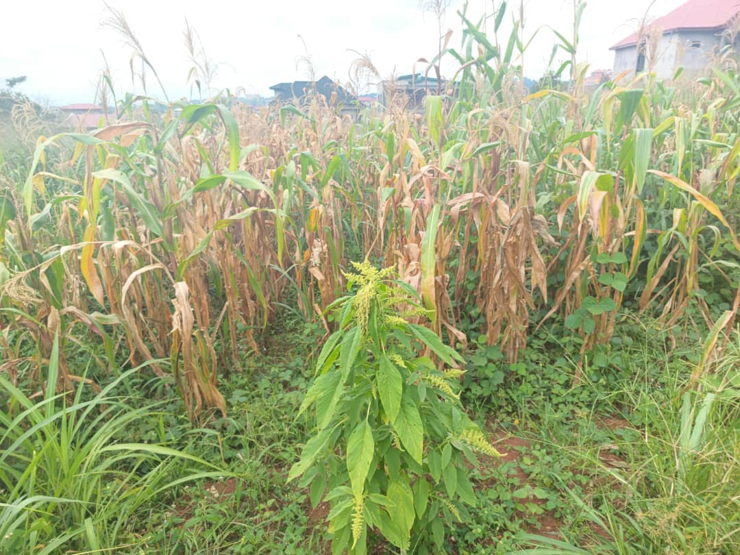 400m2 plot size standing — photo 4
