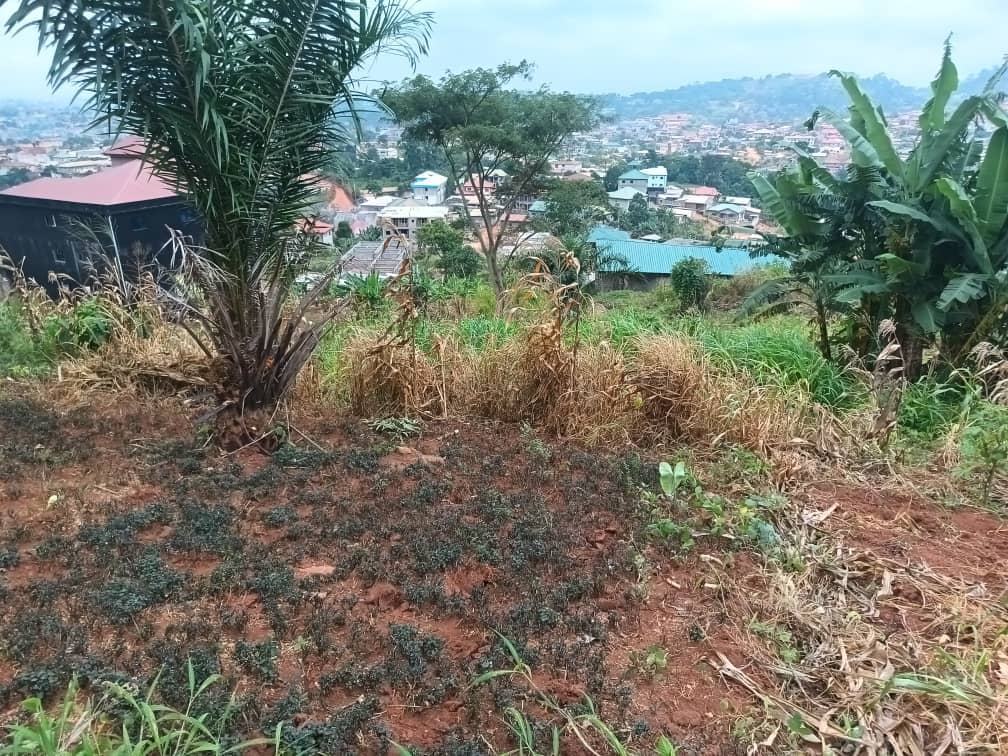 500m2 of Residential plot area standing.