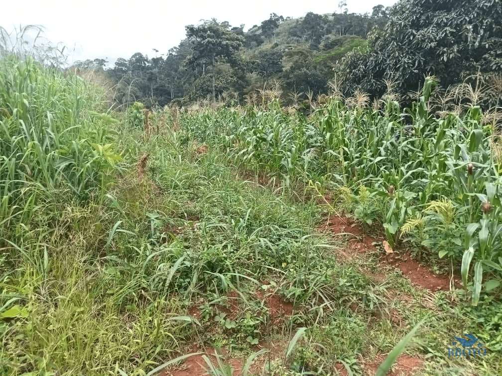 Plot size 1000m2  — photo 5